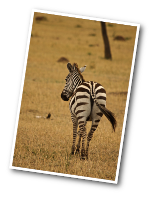 Zebra walking away