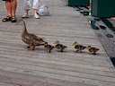 The Duck Family