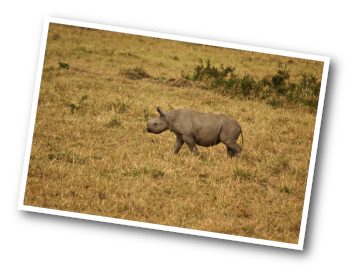 Baby Black Rhino