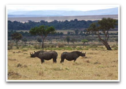 Black Rhinos