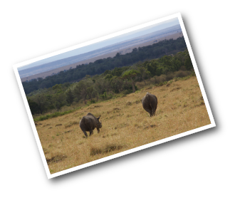 Black Rhinos