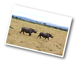 Black Rhinos