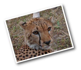 Cheetah Head