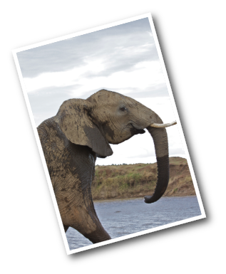 Male Elephant exiting pool