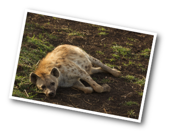 Hyaena lying