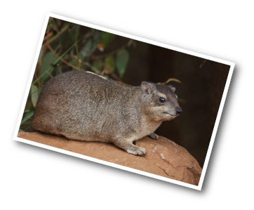 Hyrax