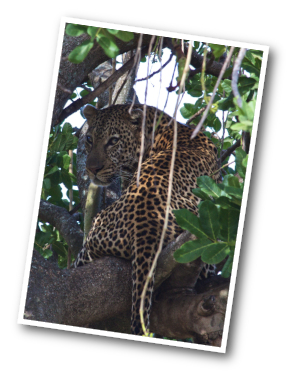 Leopard in the tree