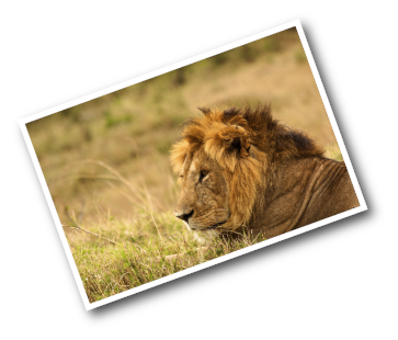 Male Lion Head