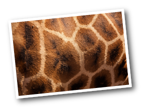 Rothschild Giraffe Fur