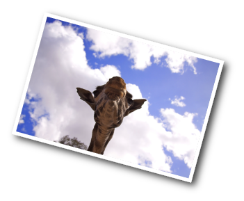 Rothschild Giraffe Head