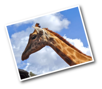 Rothschild Giraffe Head