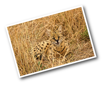 Serval Cat sitting