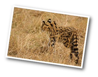 Serval Cat walking away