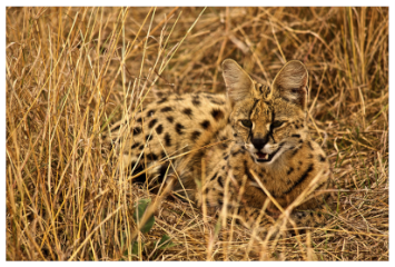 Serval Cat sitting