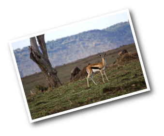 Female Thomson's Gazelle
