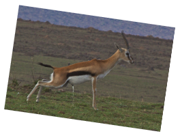 Male Thomson's Gazelle