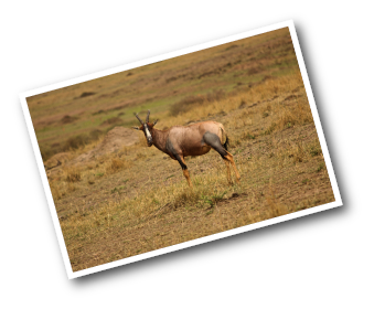 Topi with white nose