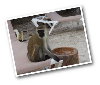 Vervet Monkey