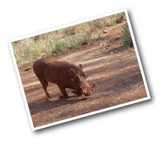 Warthog kneeling down
