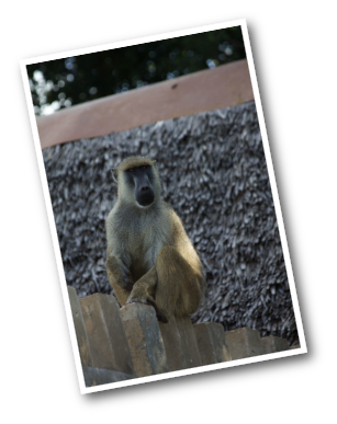 Male Yellow Baboon