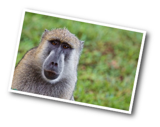 Female Yellow Baboon