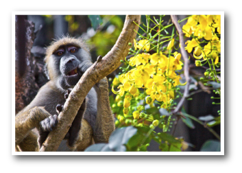 Young Yellow Baboon